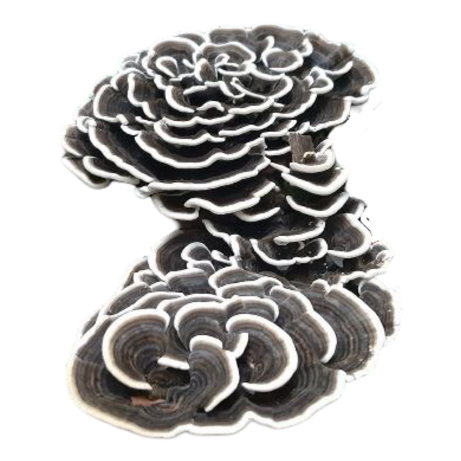 turkey tail